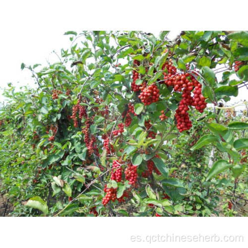 Fruta natural de alta calidad de Schisandra